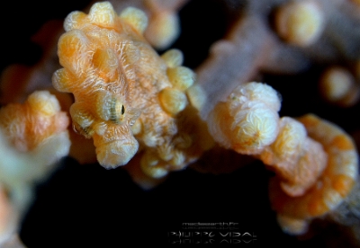 Philippines 2023 - Anilao - DSC07266 Pygmy seahorse  Hippocampe pygmee  Hippocampus bargibanti
